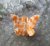 Hårklämma - Liten fjäril orange 