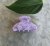 Hårklämma - Filippa lila